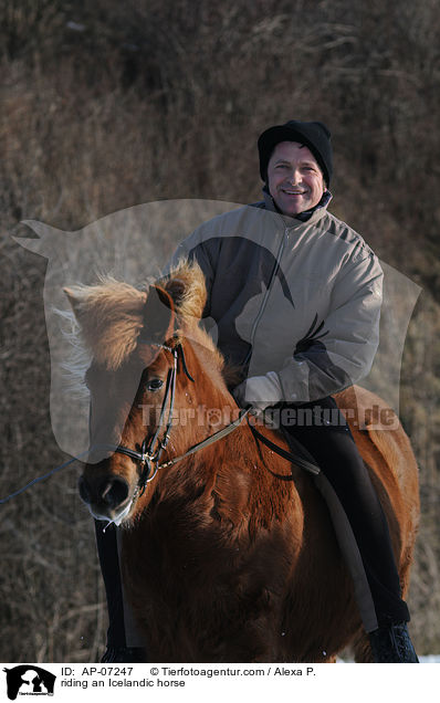 Ausritt mit Islnder / riding an Icelandic horse / AP-07247