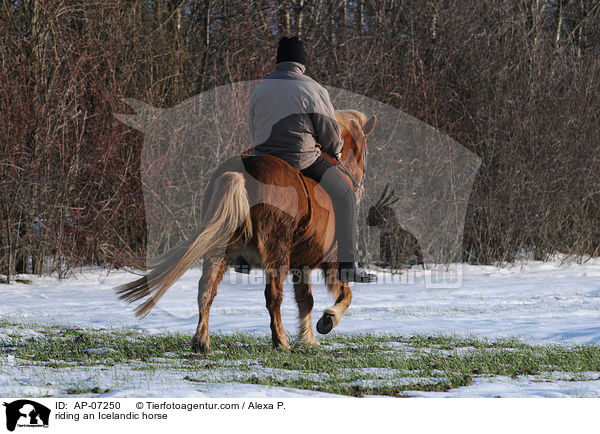 Ausritt mit Islnder / riding an Icelandic horse / AP-07250