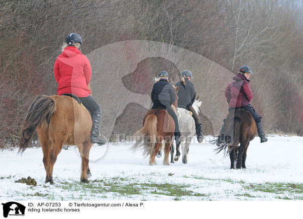 Ausritt mit Islndern / riding Icelandic horses / AP-07253
