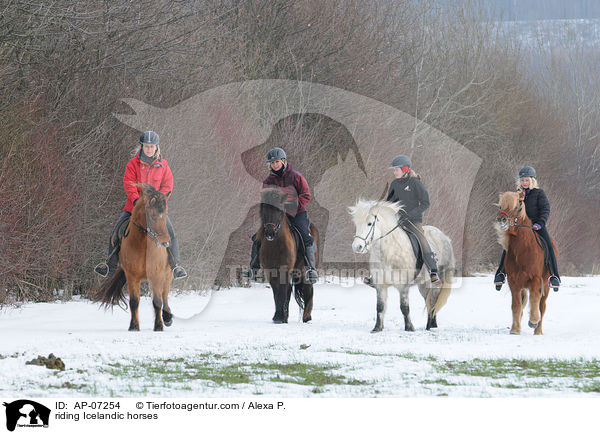 Ausritt mit Islndern / riding Icelandic horses / AP-07254