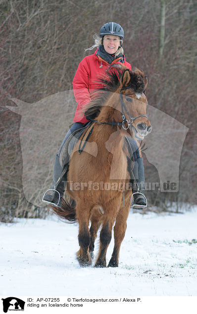 Ausritt mit Islnder / riding an Icelandic horse / AP-07255
