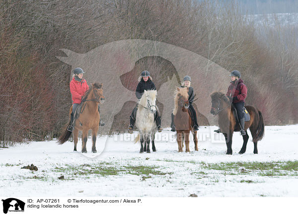 Ausritt mit Islndern / riding Icelandic horses / AP-07261