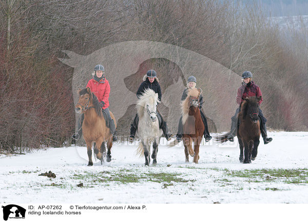 Ausritt mit Islndern / riding Icelandic horses / AP-07262