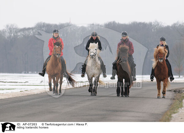 Ausritt mit Islndern / riding Icelandic horses / AP-07263