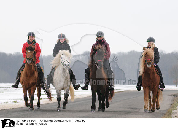 Ausritt mit Islndern / riding Icelandic horses / AP-07264