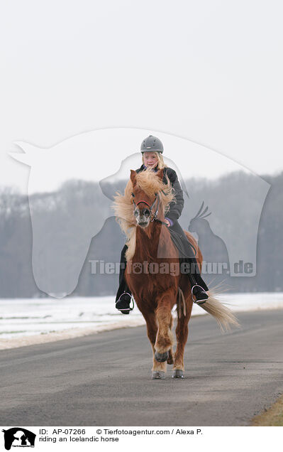 Ausritt mit Islnder / riding an Icelandic horse / AP-07266