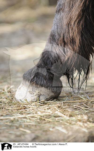 Islnder Huf / Icelandic horse hoofs / AP-07494