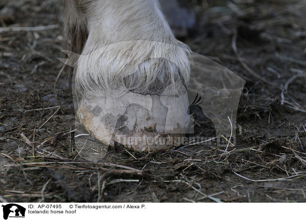 Islnder Huf / Icelandic horse hoof / AP-07495