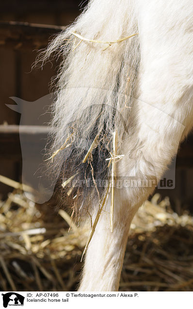 Islnder Schweif / Icelandic horse tail / AP-07496
