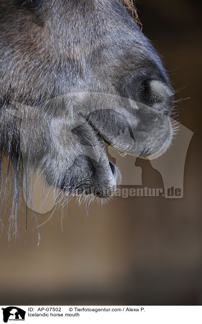 Islnder Maul / Icelandic horse mouth / AP-07502