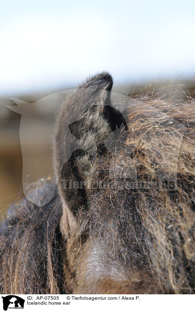 Islnder Ohr / Icelandic horse ear / AP-07505