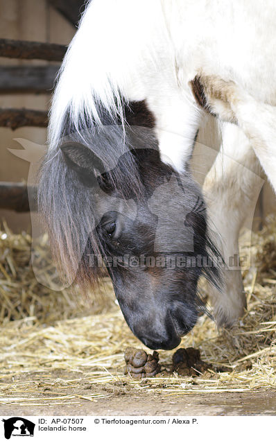 Islnder / Icelandic horse / AP-07507