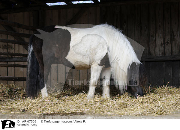 Islnder / Icelandic horse / AP-07509