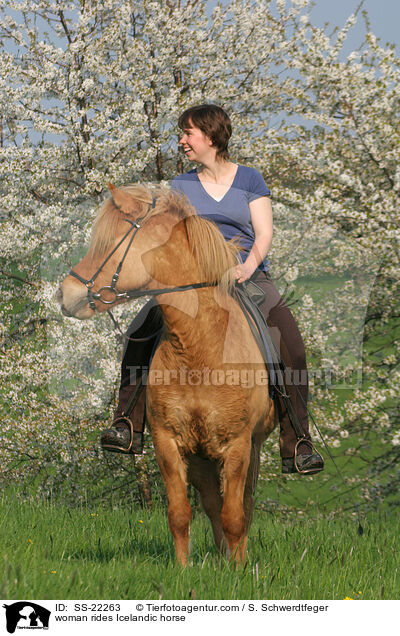 Frau reitet Islnder / woman rides Icelandic horse / SS-22263
