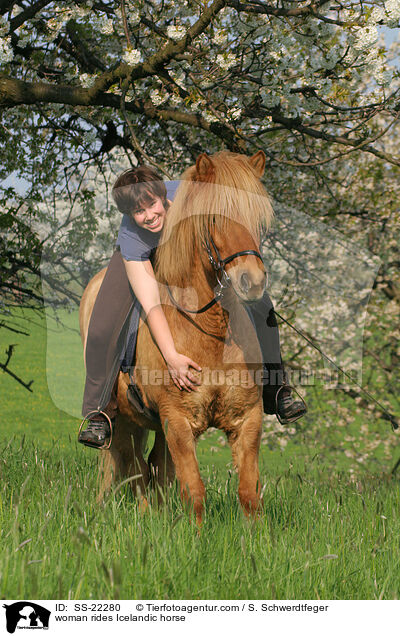 Frau reitet Islnder / woman rides Icelandic horse / SS-22280