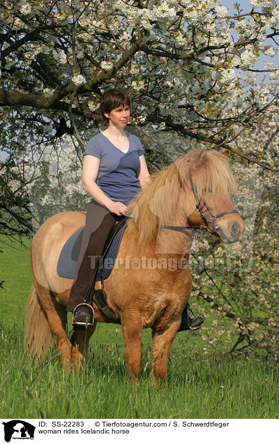 Frau reitet Islnder / woman rides Icelandic horse / SS-22283