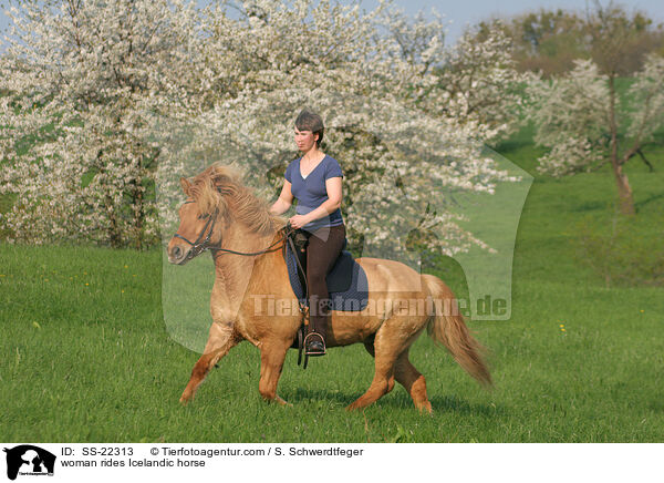Frau reitet Islnder / woman rides Icelandic horse / SS-22313