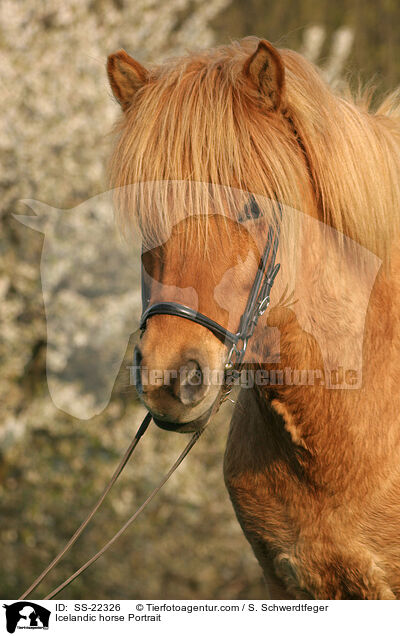 Islnder Portrait / Icelandic horse Portrait / SS-22326