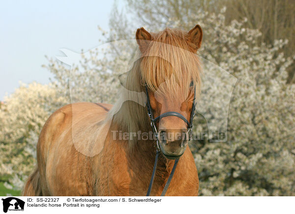 Islnder Portrait / Icelandic horse Portrait / SS-22327