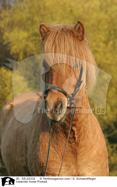 Islnder Portrait / Icelandic horse Portrait / SS-22332