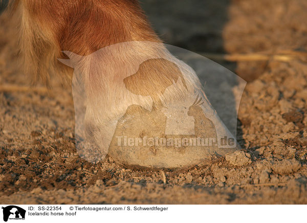 Icelandic horse hoof / SS-22354