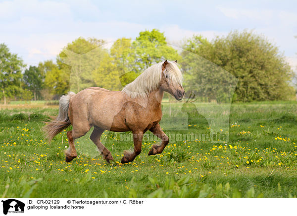 galoppierender Islnder / galloping Icelandic horse / CR-02129