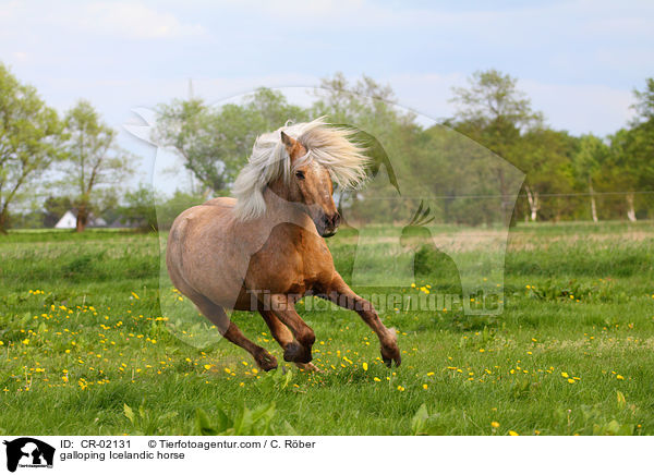 galloping Icelandic horse / CR-02131