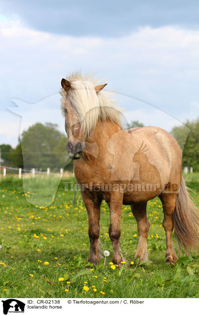 Islnder / Icelandic horse / CR-02138