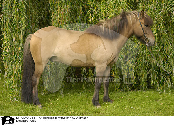 Islnder / Icelandic horse / CD-01854