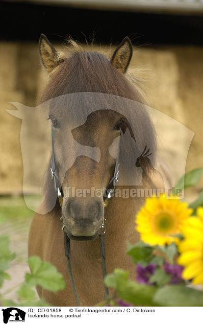 Icelandic horse portrait / CD-01858