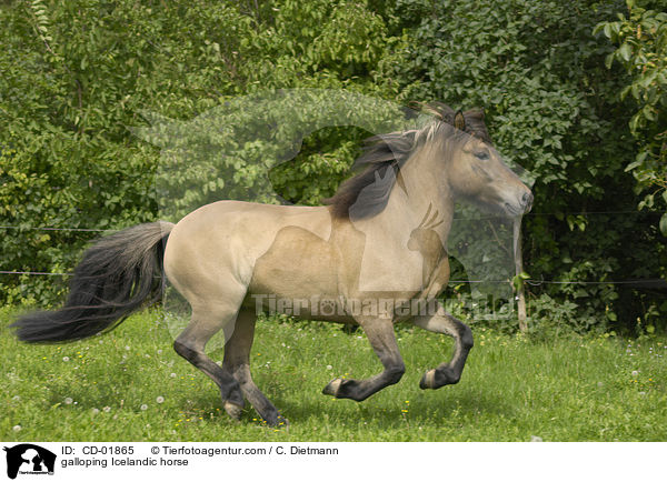 galoppierender Islnder / galloping Icelandic horse / CD-01865