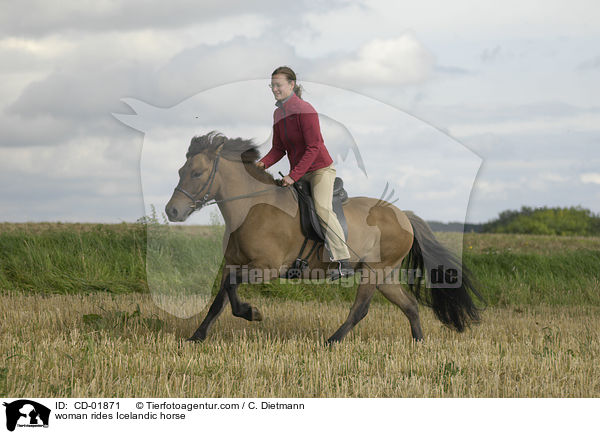 Frau reitet Islnder / woman rides Icelandic horse / CD-01871