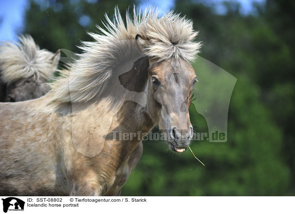 Islnder Portrait / Icelandic horse portrait / SST-08802
