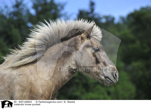 Islnder Portrait / Icelandic horse portrait / SST-08803