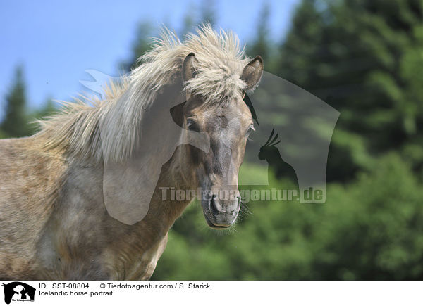 Islnder Portrait / Icelandic horse portrait / SST-08804