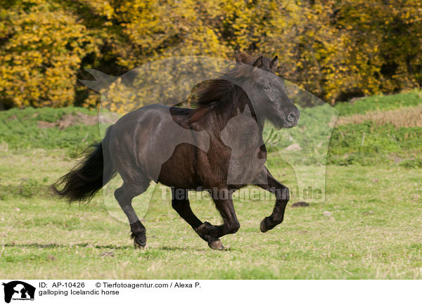 galloping Icelandic horse / AP-10426