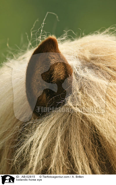 Icelandic horse eye / AB-02815