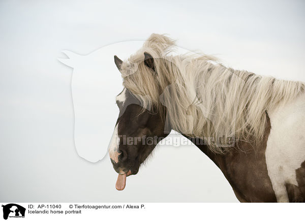 Islnder Portrait / Icelandic horse portrait / AP-11040
