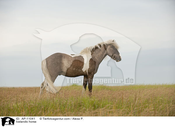 Icelandic horse / AP-11041