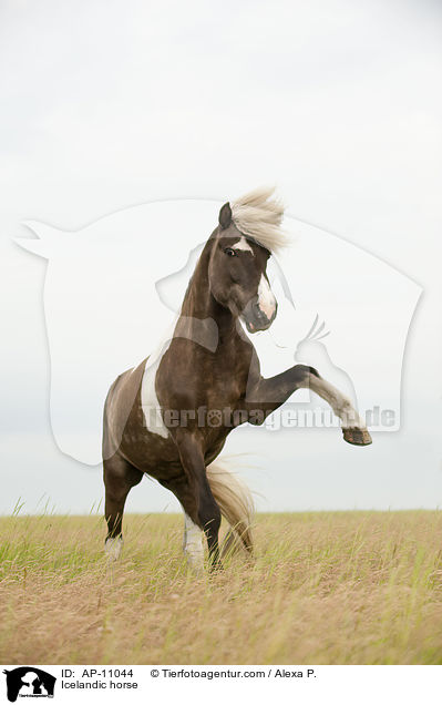 Icelandic horse / AP-11044