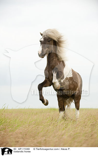 Icelandic horse / AP-11048