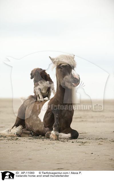Icelandic horse and small munsterlander / AP-11060