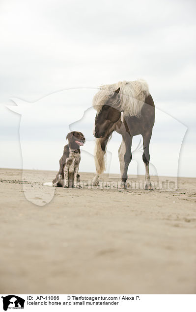 Icelandic horse and small munsterlander / AP-11066