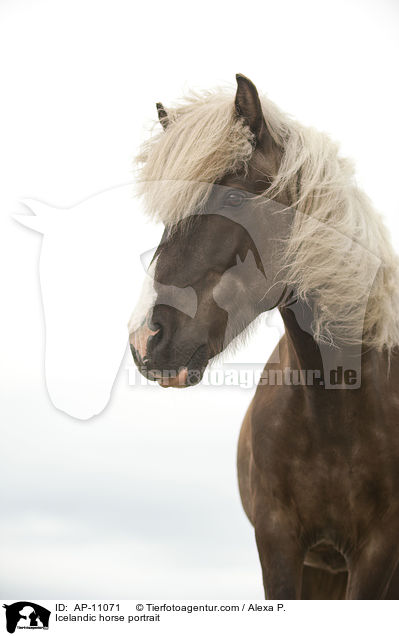 Icelandic horse portrait / AP-11071