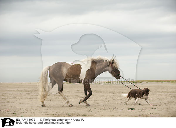Icelandic horse and small munsterlander / AP-11075