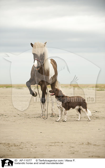 Icelandic horse and small munsterlander / AP-11077