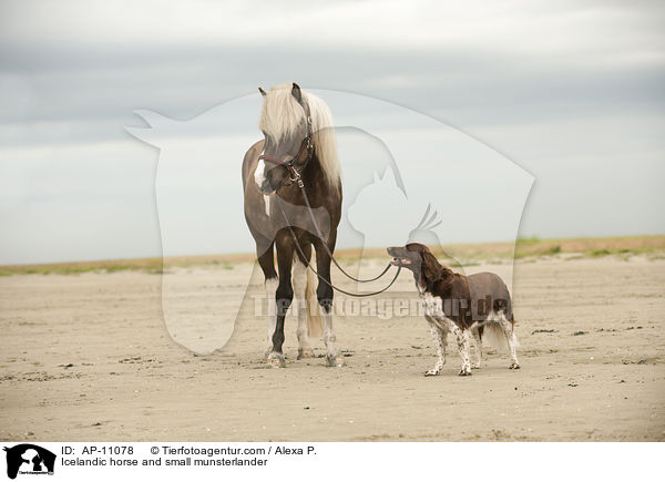 Islnder und Kleiner Mnsterlnder / Icelandic horse and small munsterlander / AP-11078