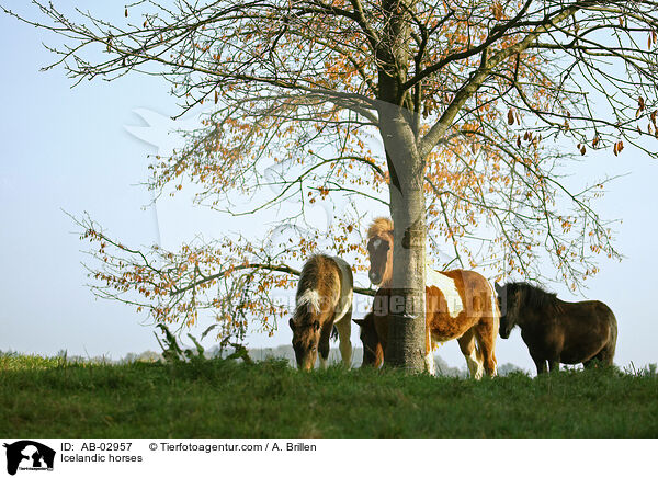 Icelandic horses / AB-02957