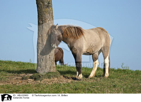 Islnder / Icelandic horse / AB-02960