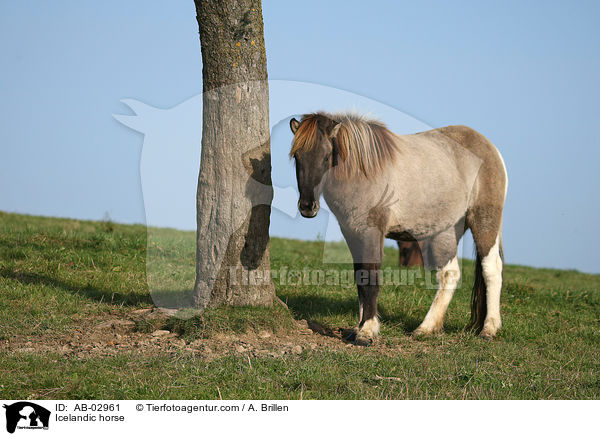 Islnder / Icelandic horse / AB-02961